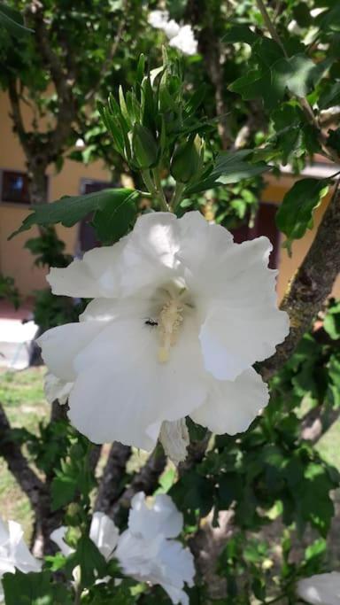 Casa Vacanze La Cicala Pontremoli Dış mekan fotoğraf