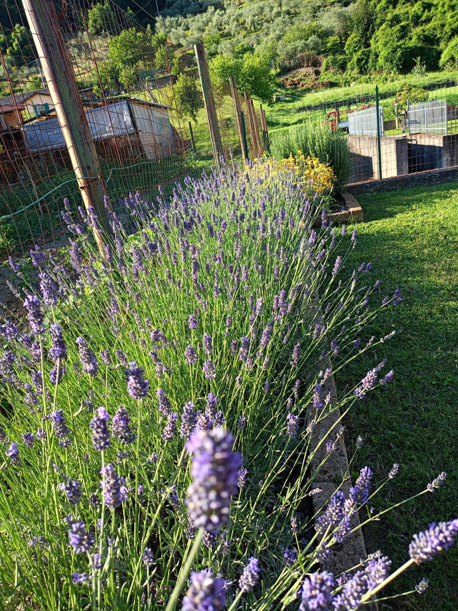 Casa Vacanze La Cicala Pontremoli Dış mekan fotoğraf